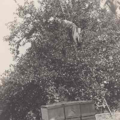 Picking apples at Rose Hill Farm