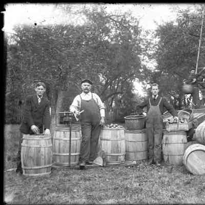 Apple harvesters in Tivoli