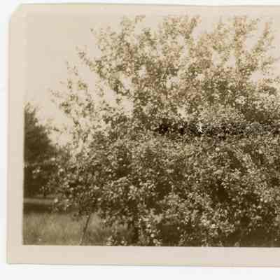 WS Teator Orchard 9-24-11