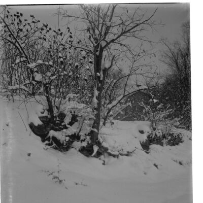 Snow Scene