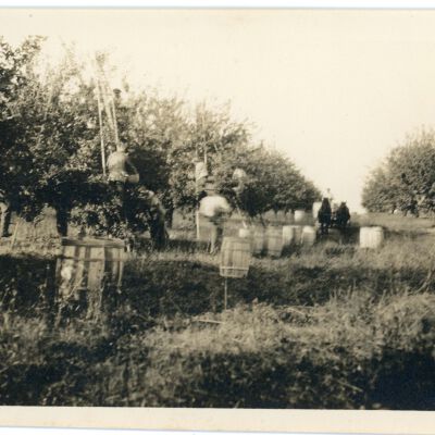 Picking apples