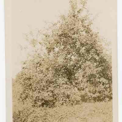 Landscape Tree