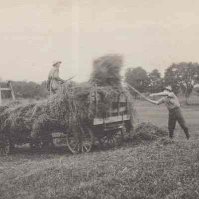 Two men pitching loose hay onto wagon pulled by a team of horses