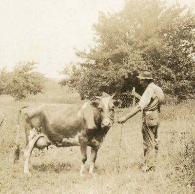 Man and Cow