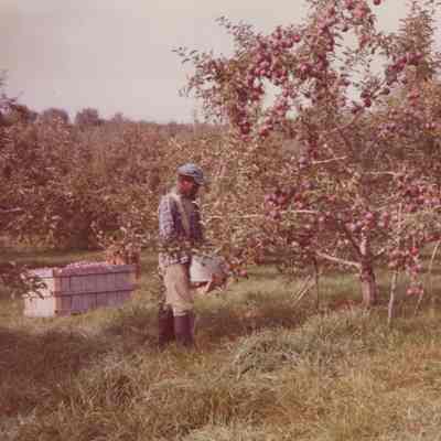 Worker picking apples at Mead Orchards, 1979