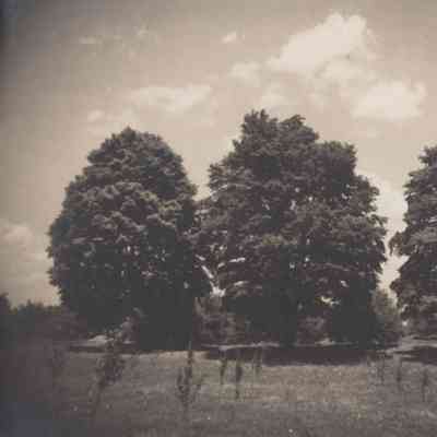 Losee Farm, maples and young orchard, Rockefeller Lane