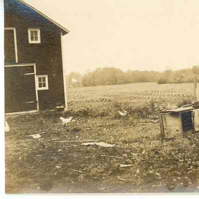 Mead farmstead, man and boy looking at piglets and chickens
