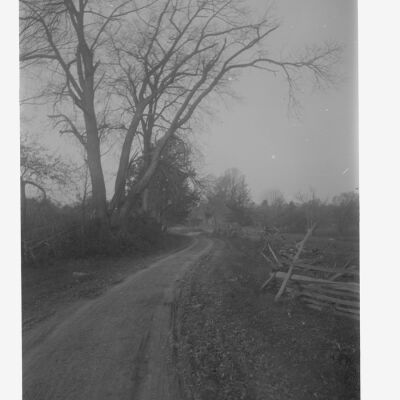 Pin Oak and Swamp Road Two