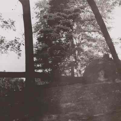 Large toppled tree