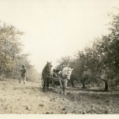 Spraying apple trees 1920
