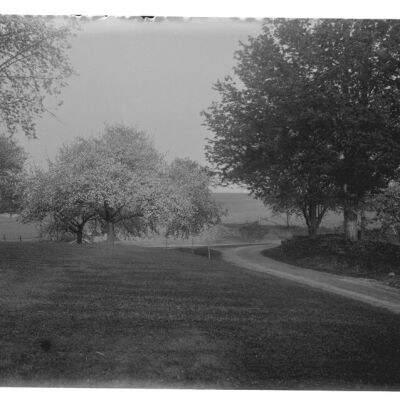 Orchard trees at blossom time