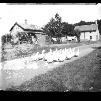 Ducks in the Lane