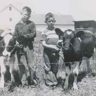 Dave and Pete Bulkeley with Calves, 1950s