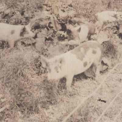 Pigs in Garden