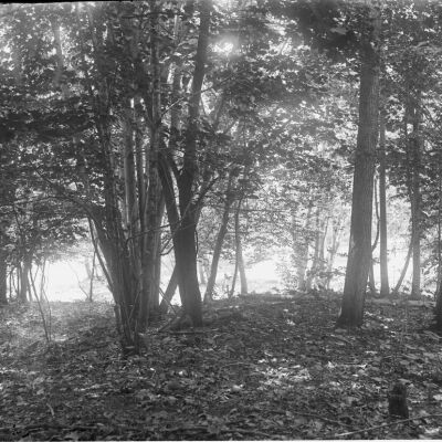 Roe Jan Woods, north of bridge