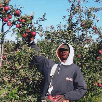 Worker at Mead Orchards farm, picking apples, 2006