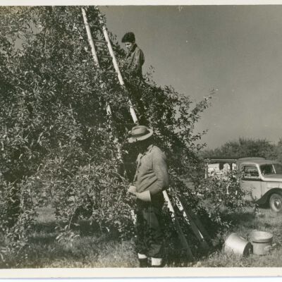 Losee Farm, apple-picking