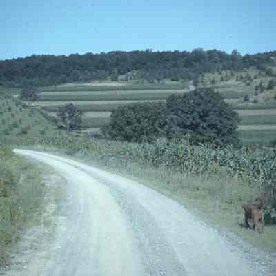 Valley Hedge Contours-Corn