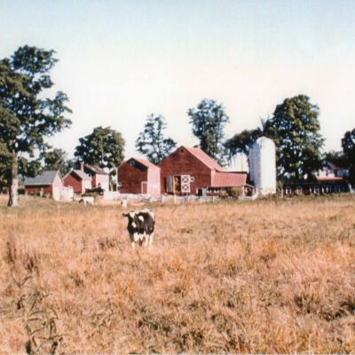 Teator Dairy Farm, 1950