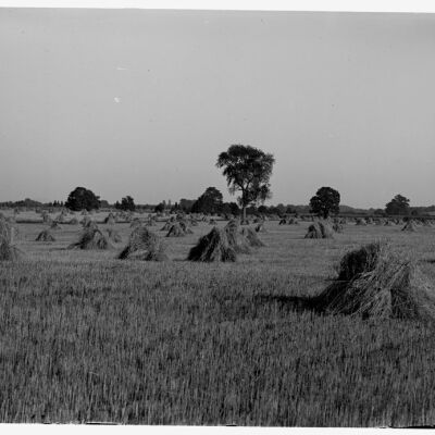 Rye grain in shocks, Henry S. Elting Farm