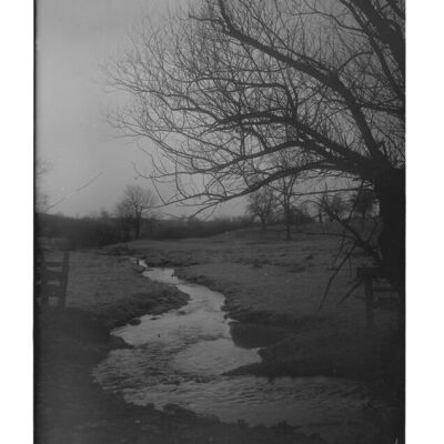 Meadow Brook