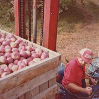 Mead Farm, crate of apples and person