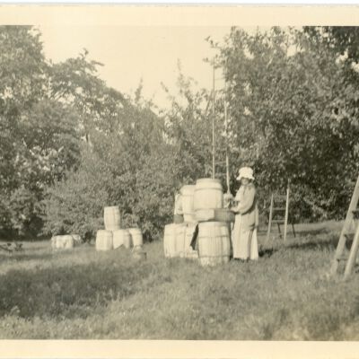 Apple Orchard