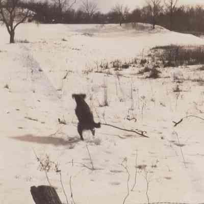 Dog in snowy landscape