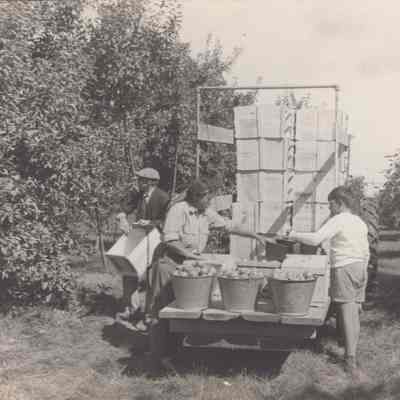 Loading apples on a wagon at Rose Hill Farm