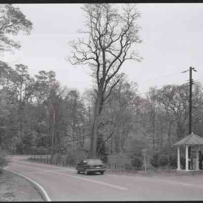 Annandale Green