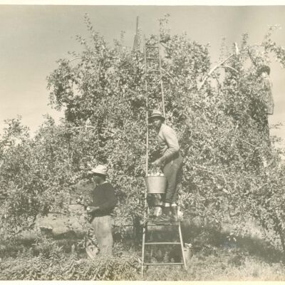 Black farmworkers picking apples