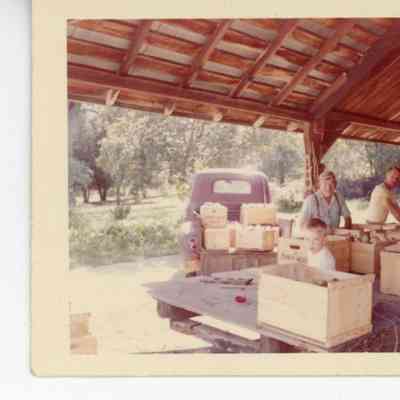 Sorting produce at Mead Orchards