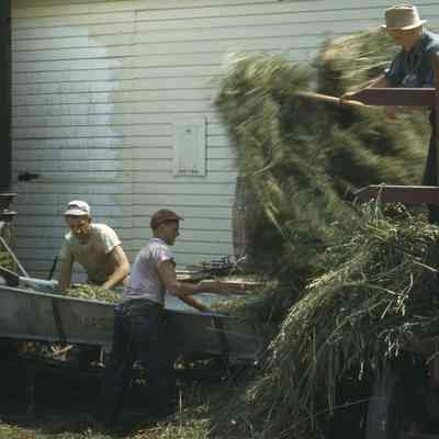 Grass Silage-Agriphos