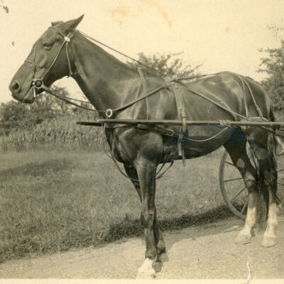 A horse in harness, Clermont