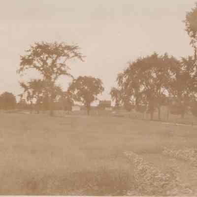 Field with trees