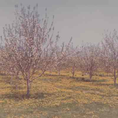 Mead apple orchard in bloom, 1968