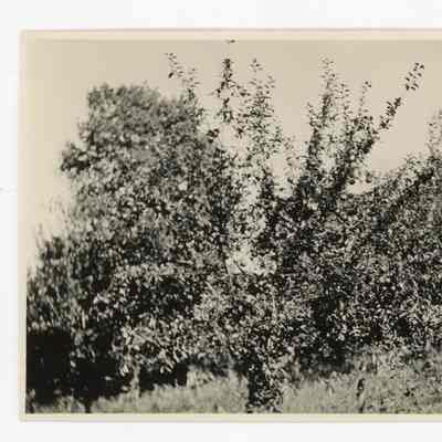 McIntosh Apple Tree 1915