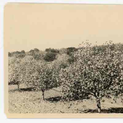 Rome Beauty Apple Trees