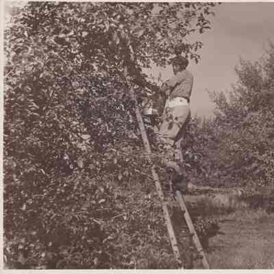 Losee Orchards, Picking Apples