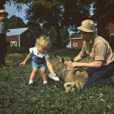 Lambing, c.1947, Echo Valley Farm