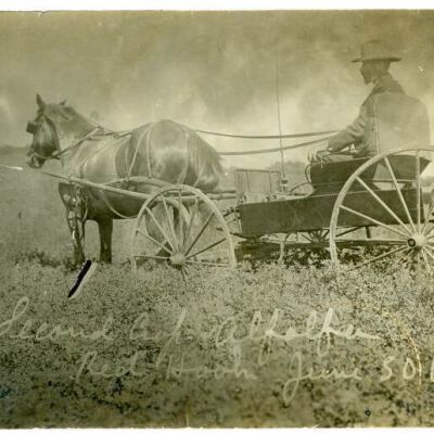 Alfafa harvesting