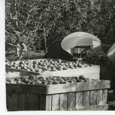 Tractor pulling crates of apples, Mead Orchards