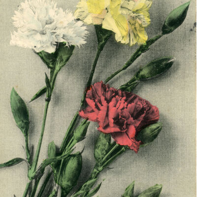 Greetings from Red Hook, N.Y. (carnations)