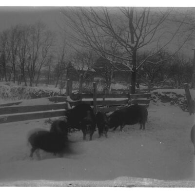 Berkshire Pigs