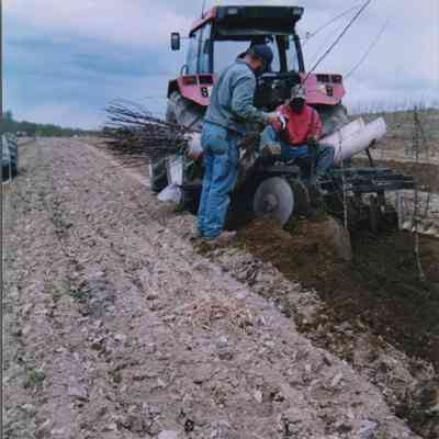 Planting trees at Mead Orchards Farm