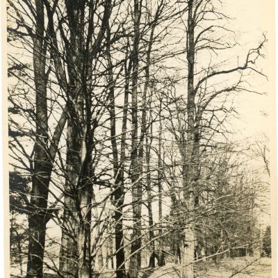 Trees