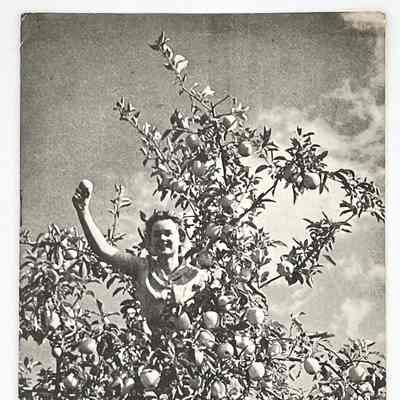 'Apples For You' Pamphlet
