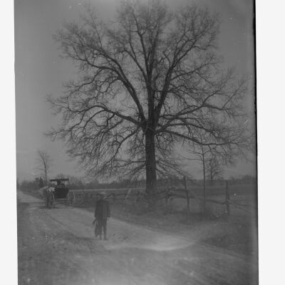 Pin Oak and Swamp Road One
