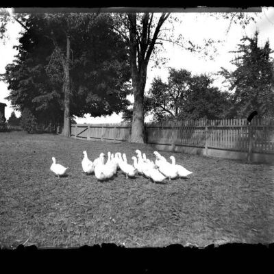 Ducks on the Lawn
