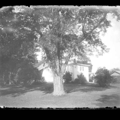 Large tree and house